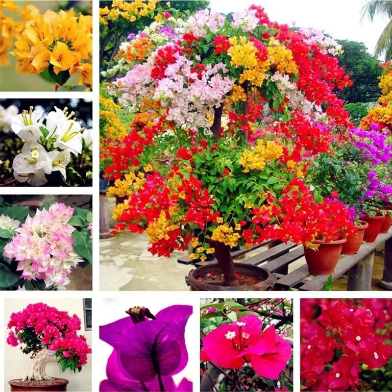 🌸 Mix Colour Bougainvillea Flower Seeds – Perfect for Home Garden! 🌿